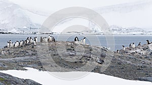 Gentoo penguins colony on the coastline of Antarctic Peninsula