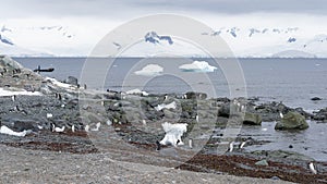 Gentoo penguins colony on the coastline of Antarctic Peninsula