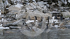 Gentoo penguins colony on the coastline of Antarctic Peninsula