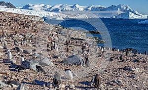 Gentoo penguins colony on the coastline with snow mountains and icebergs in the background, Cuverville Island, Antarctica