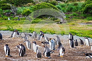 Gentoo Penguin Colony on Martillo Island, Beagle Channel, Ushuaia, Tierra del Fuego, Argentina photo