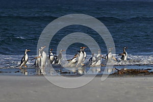 Gentoo Penguins coming ashore