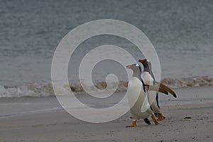 Gentoo Penguins coming ashore on Bleaker Island