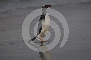 Gentoo Penguins coming ashore on Bleaker Island