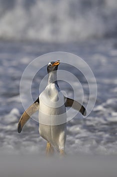 Gentoo Penguins coming ashore in the Falkland Island