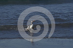 Gentoo Penguins coming ashore in the Falkland Islands