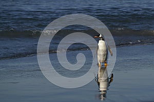 Gentoo Penguins coming ashore in the Falkland Islands