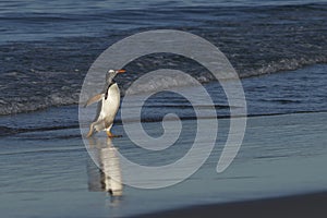 Gentoo Penguins coming ashore in the Falkland Islands