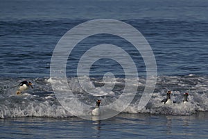 Gentoo Penguins coming ashore in the Falkland Islands