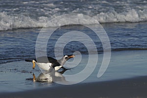 Gentoo Penguins coming ashore in the Falkland Islands