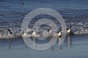 Gentoo Penguins coming ashore in the Falkland Islands