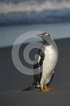 Gentoo Penguins coming ashore in the Falkland Islands