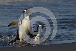 Gentoo Penguins coming ashore in the Falkland Islands