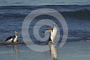 Gentoo Penguins coming ashore on the Falkland Islands