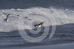 Gentoo Penguins coming ashore in the Falkland Islands