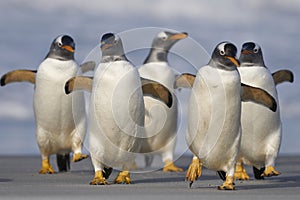 Gentoo Penguins coming ashore in the Falkland Islands