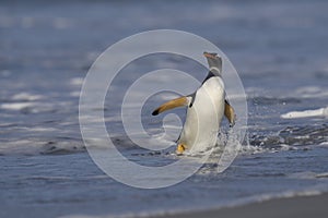 Gentoo Penguins coming ashore in the Falkland Islands