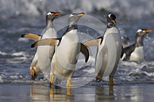 Gentoo Penguins coming ashore in the Falkland Islands