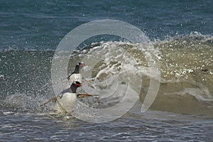 Gentoo Penguins coming ashore - Falkland Islands