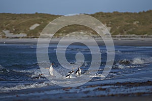 Gentoo Penguins coming ashore on Sea Lion Island