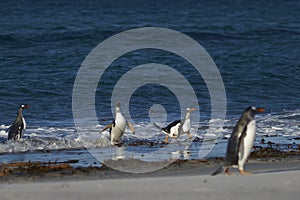 Gentoo Penguins coming ashore on Sea Lion Island