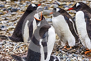 Gentoo Penguins Crying Yankee Harbor Greenwich Island Antarctica