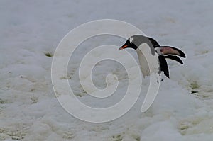 Gentoo Penguins on Cuverville Island, Antarctica