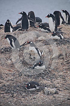 Gentoo Penguins on Cuverville Island, Antarctica