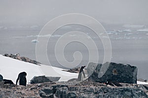 Gentoo Penguins on Cuverville Island, Antarctica