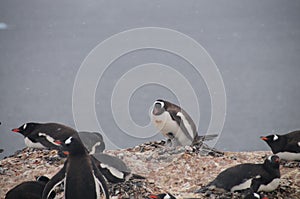 Gentoo Penguins on Cuverville Island, Antarctica