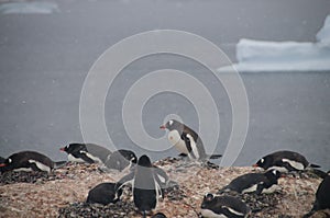 Gentoo Penguins on Cuverville Island, Antarctica