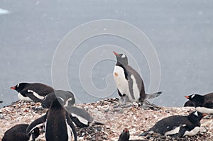 Gentoo Penguins on Cuverville Island, Antarctica