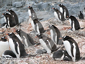 Gentoo Penguins facing away from the elements