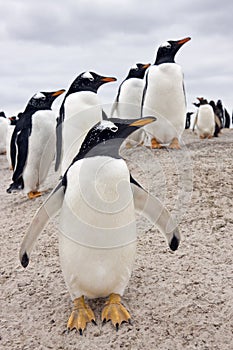 Gentoo Penguins - Falkland Islands