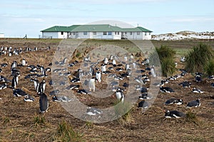 Gentoo Penguins - Falkland Islands