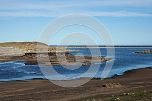 Gentoo Penguins - Falkland Islands