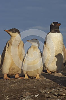 Gentoo Penguins - Falkland Islands