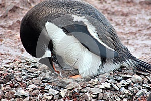 Gentoo penguins feeding a penguin chick at Waterboat Point, Antarctica, Antarctic Peninsula photo