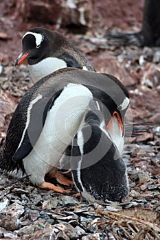 Gentoo penguins feeding a penguin chick at Waterboat Point, Antarctica, Antarctic Peninsula photo