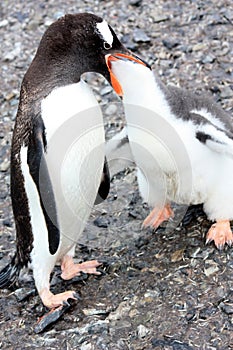 Gentoo penguins feeding in Waterboat Point, Antarctica, Antarctic Peninsula photo