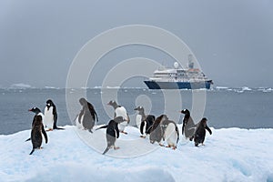 Gentoo penguins floating on an iceberg with cruise ship in the background, Paradise Bay, Antarctica