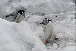 Gentoo Penguins - Follow the Leader
