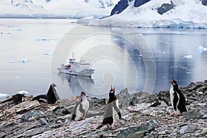 Gentoo penguins in front of an Antarctic cruise ship, Antarctic Peninsula