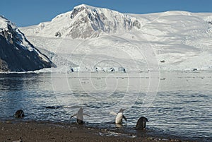 Gentoo Penguins with glacier in the background, Neko harbour,