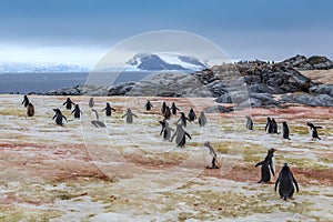 Gentoo penguins going swimming, at Peterman Island