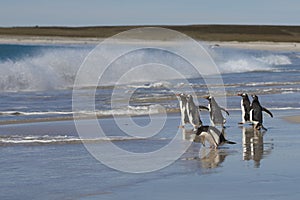 Gentoo Penguins going to sea on Bleaker Island