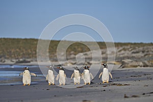 Gentoo Penguins going to sea in the Falkland Islands