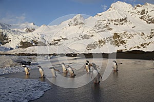 Gentoo penguins head into the sea on South Georgia Island