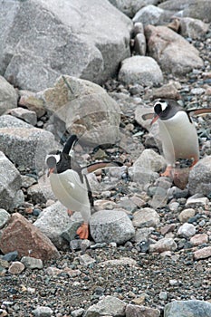 Gentoo penguins,hopping over rocks to the beach,