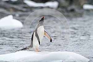 Gentoo Penguins on the ice